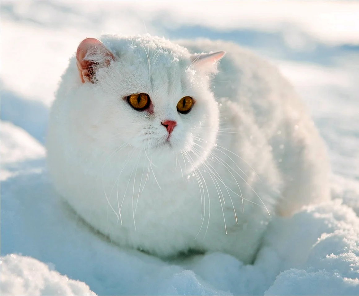 Кот снежок