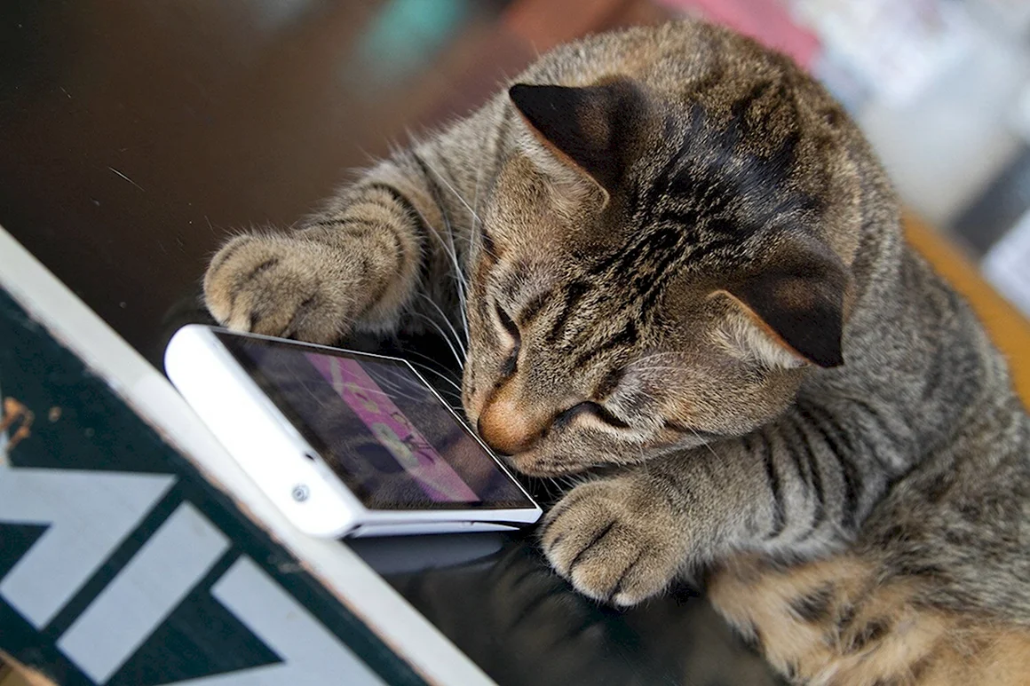 Кот со смартфоном