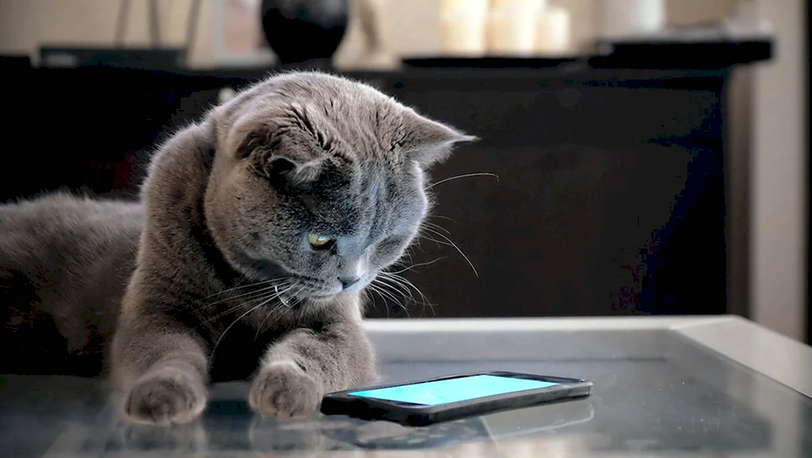 Кот со смартфоном