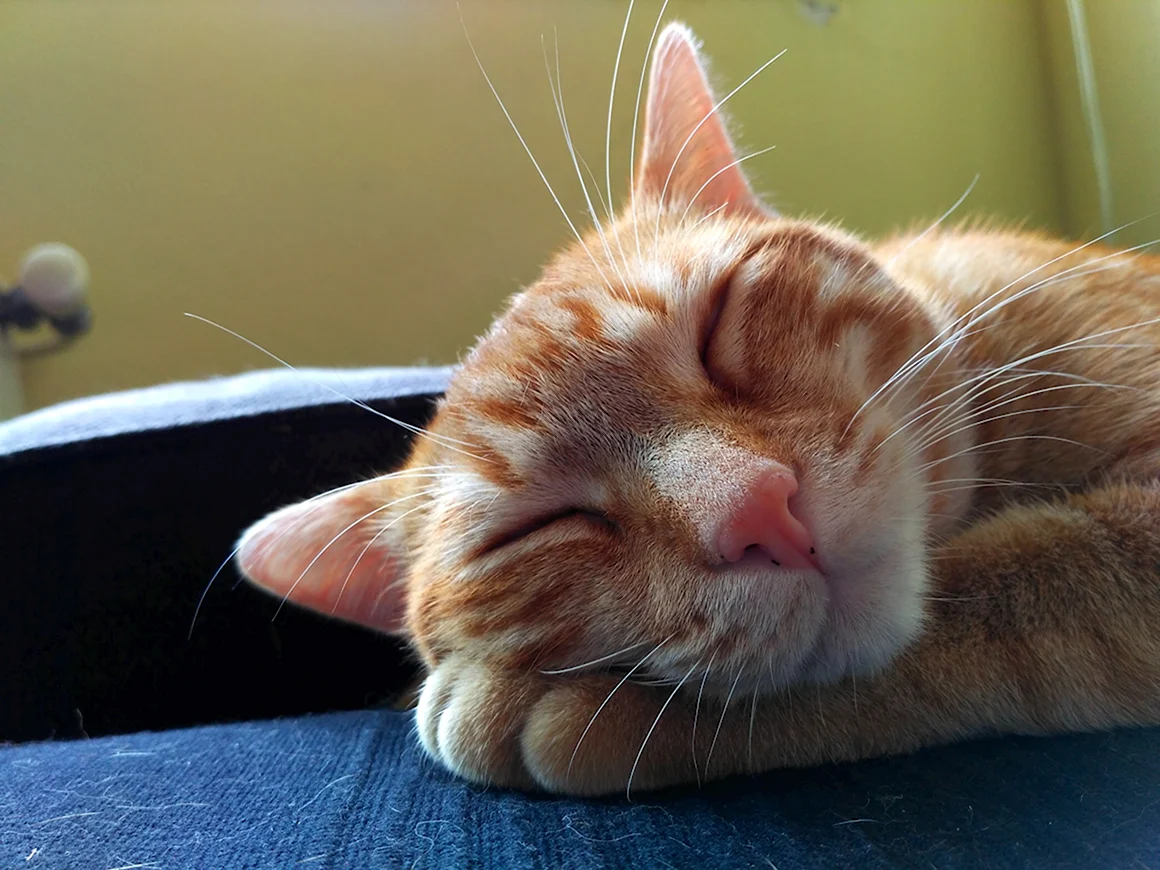 Кот спит