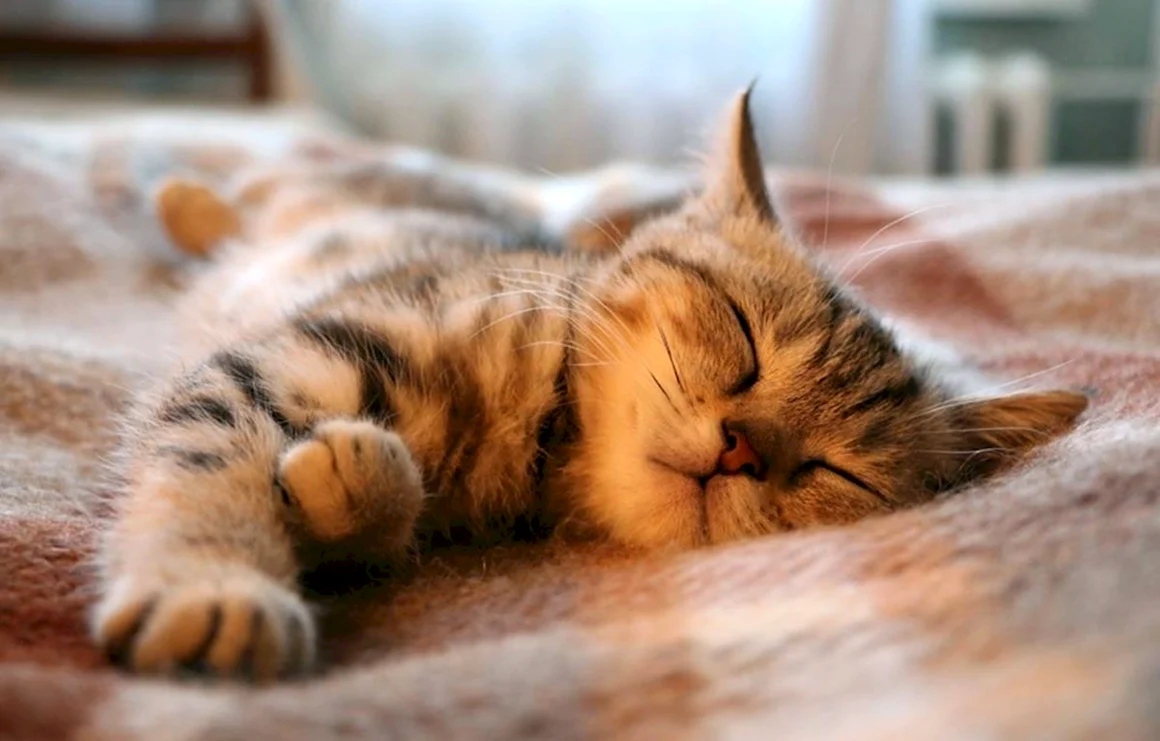 Кот спит
