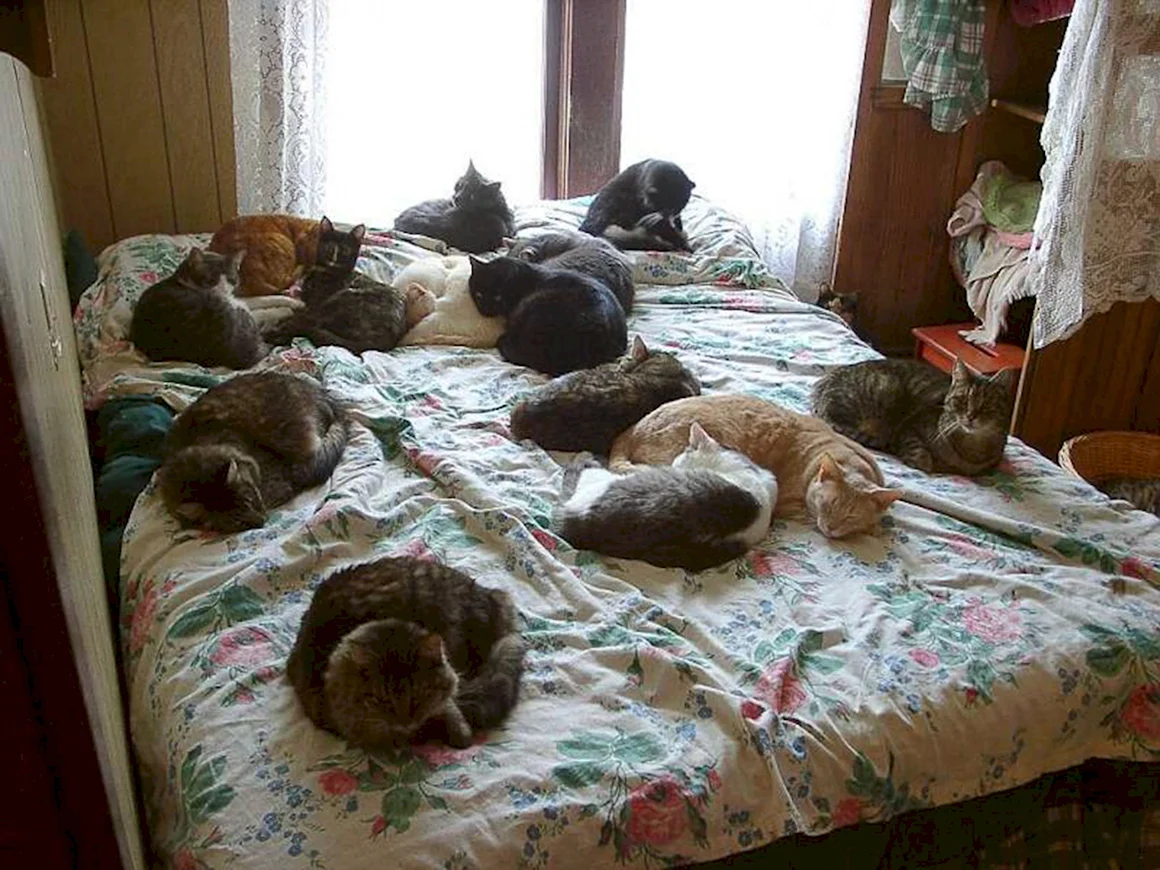 Кот спит в домике