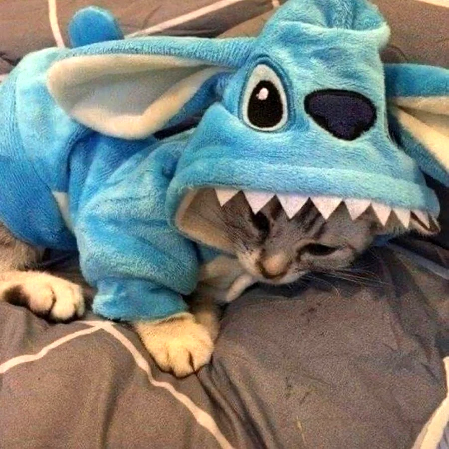 Кот Стич