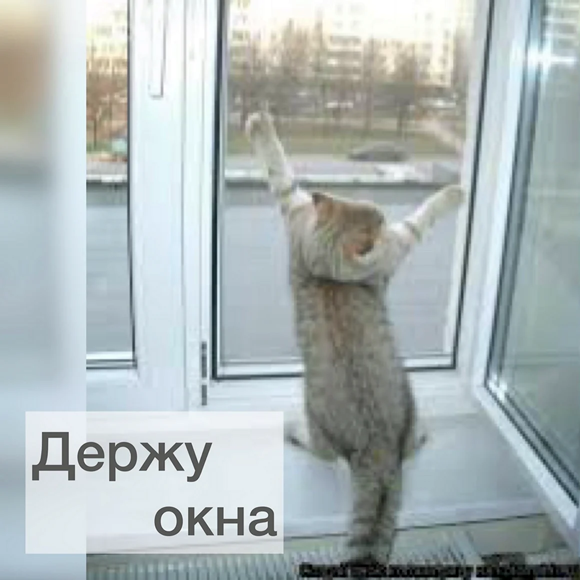 Кот Свобода