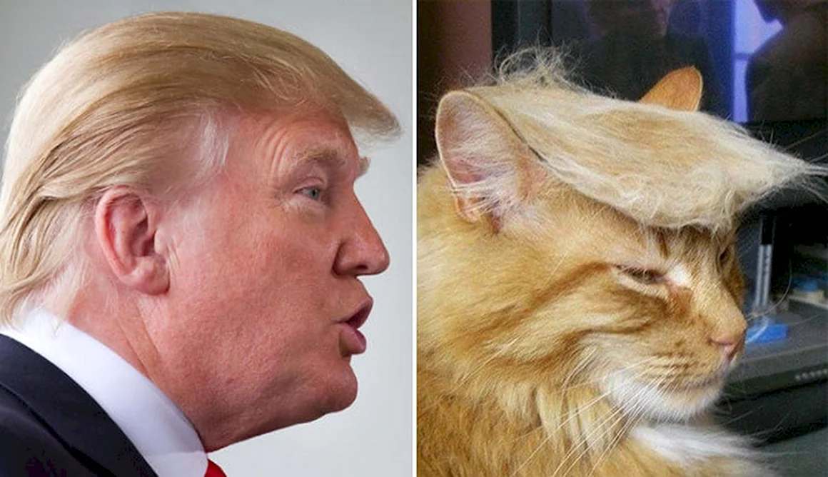 Кот Трамп