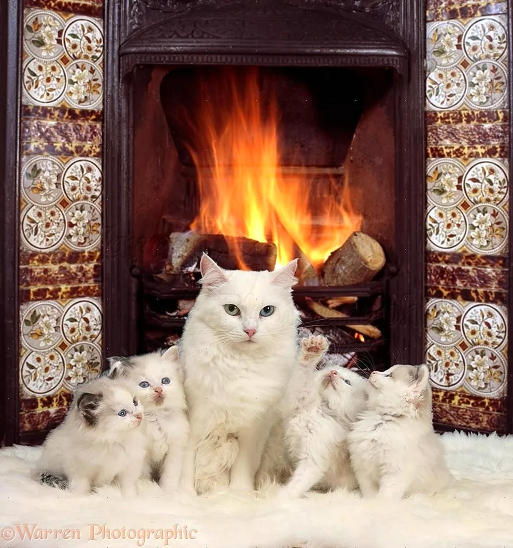 Кот у камина