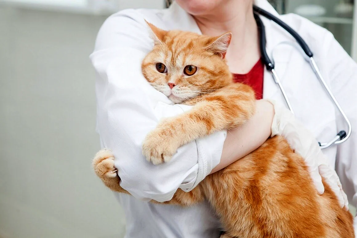 Кот у ветеринара