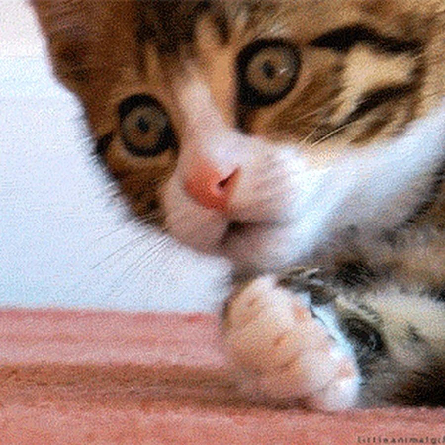 Кот удивляется гиф