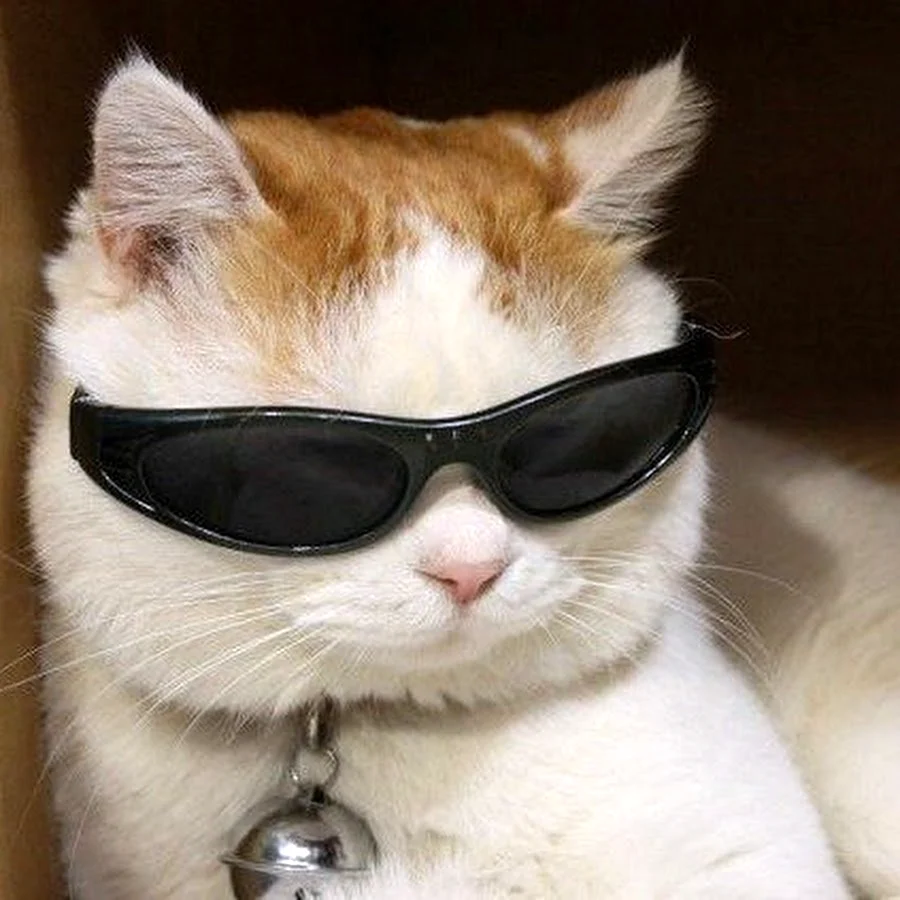 Кот в черных очках