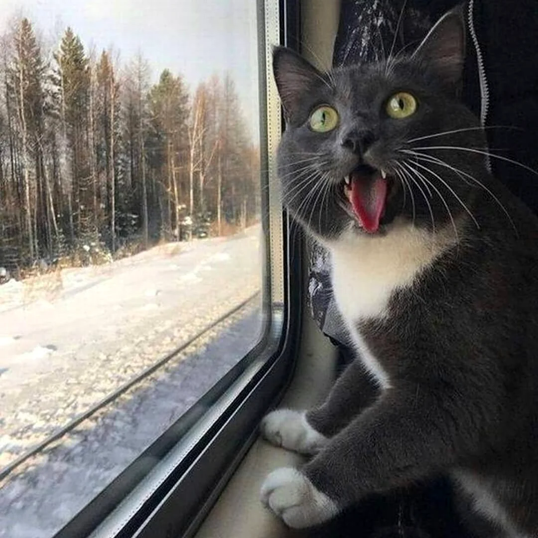 Кот в электричке