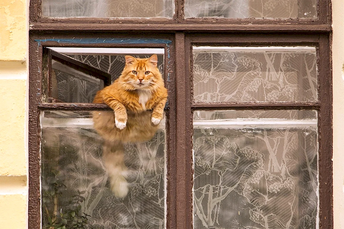 Кот в форточке