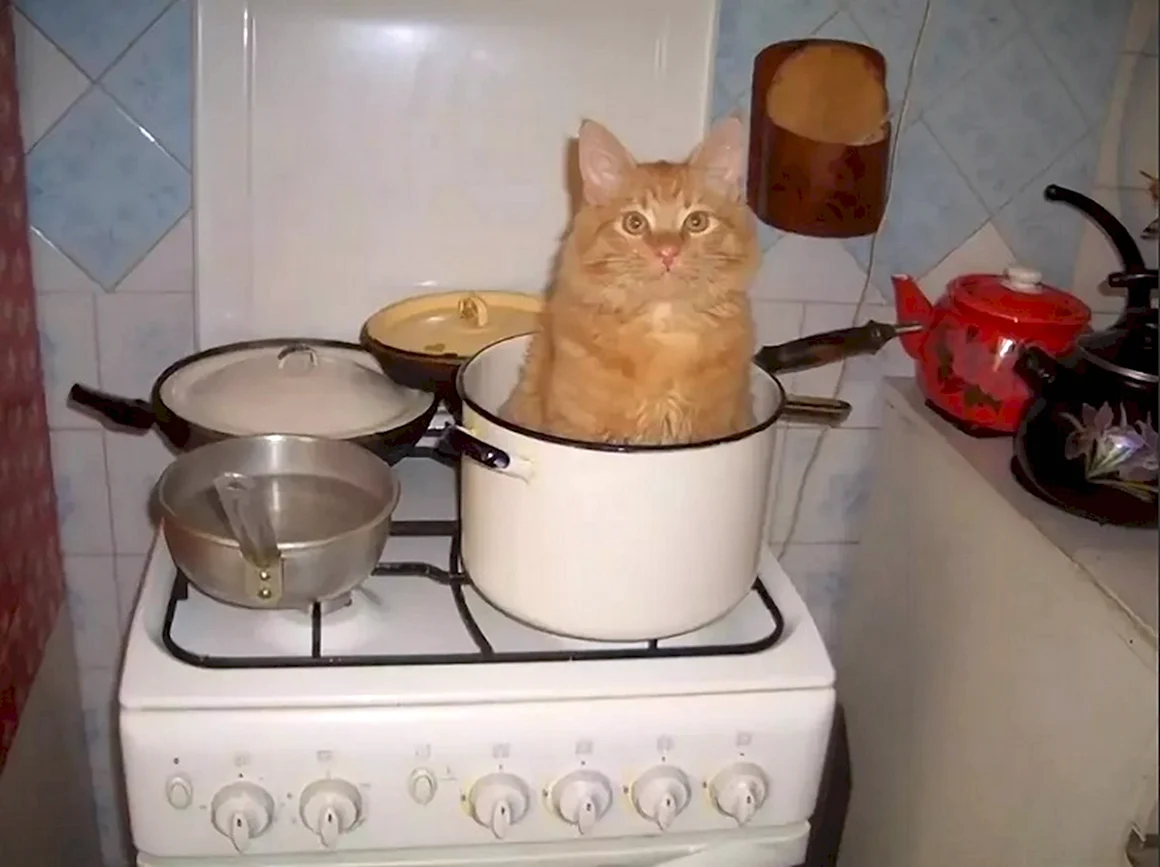 Кот в кастрюле