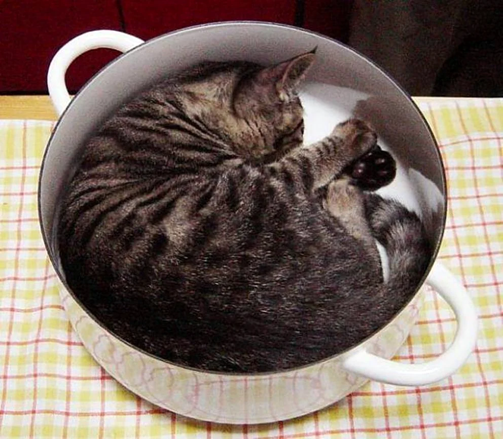 Кот в кастрюле