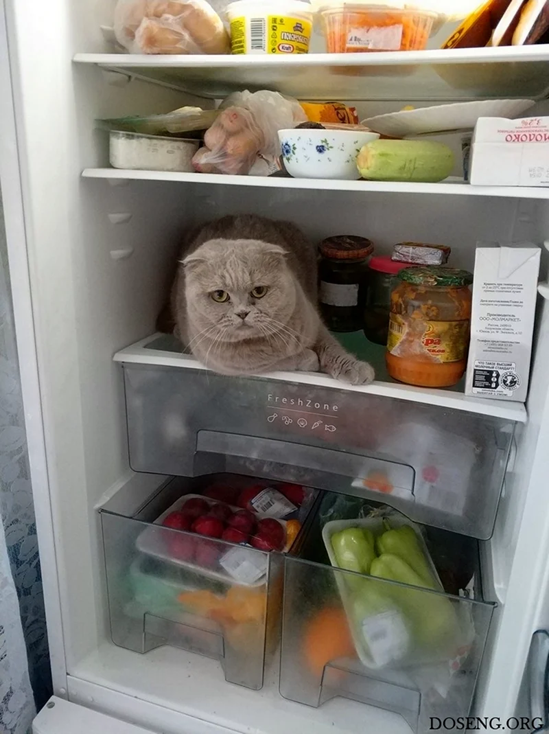 Кот в холодильнике