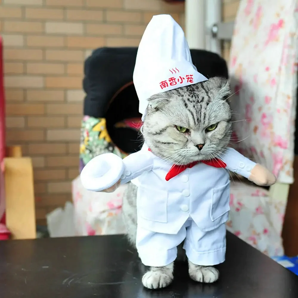 Кот в костюме