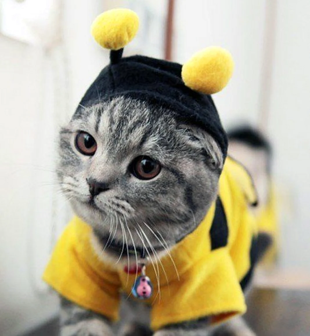 Кот в костюме