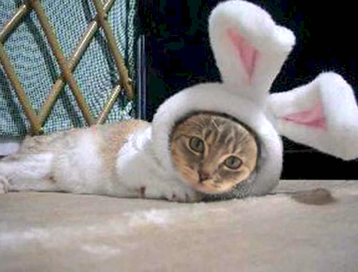 Кот в костюме кролика