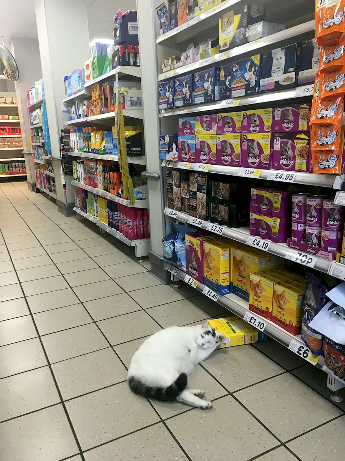 Кот в магазине