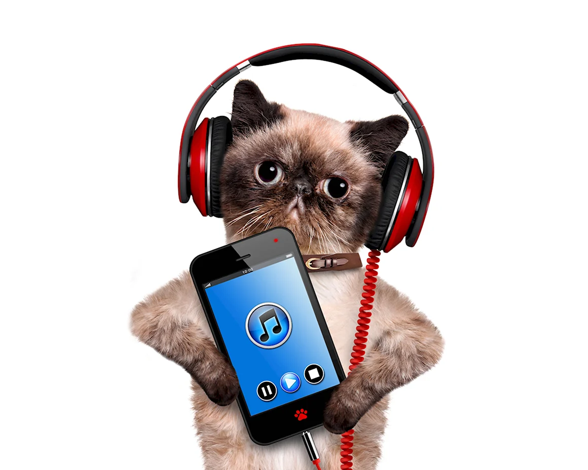Кот в наушниках