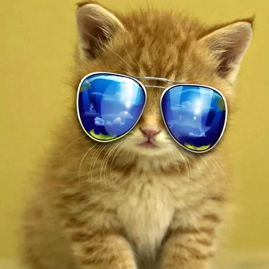 Кот в очках