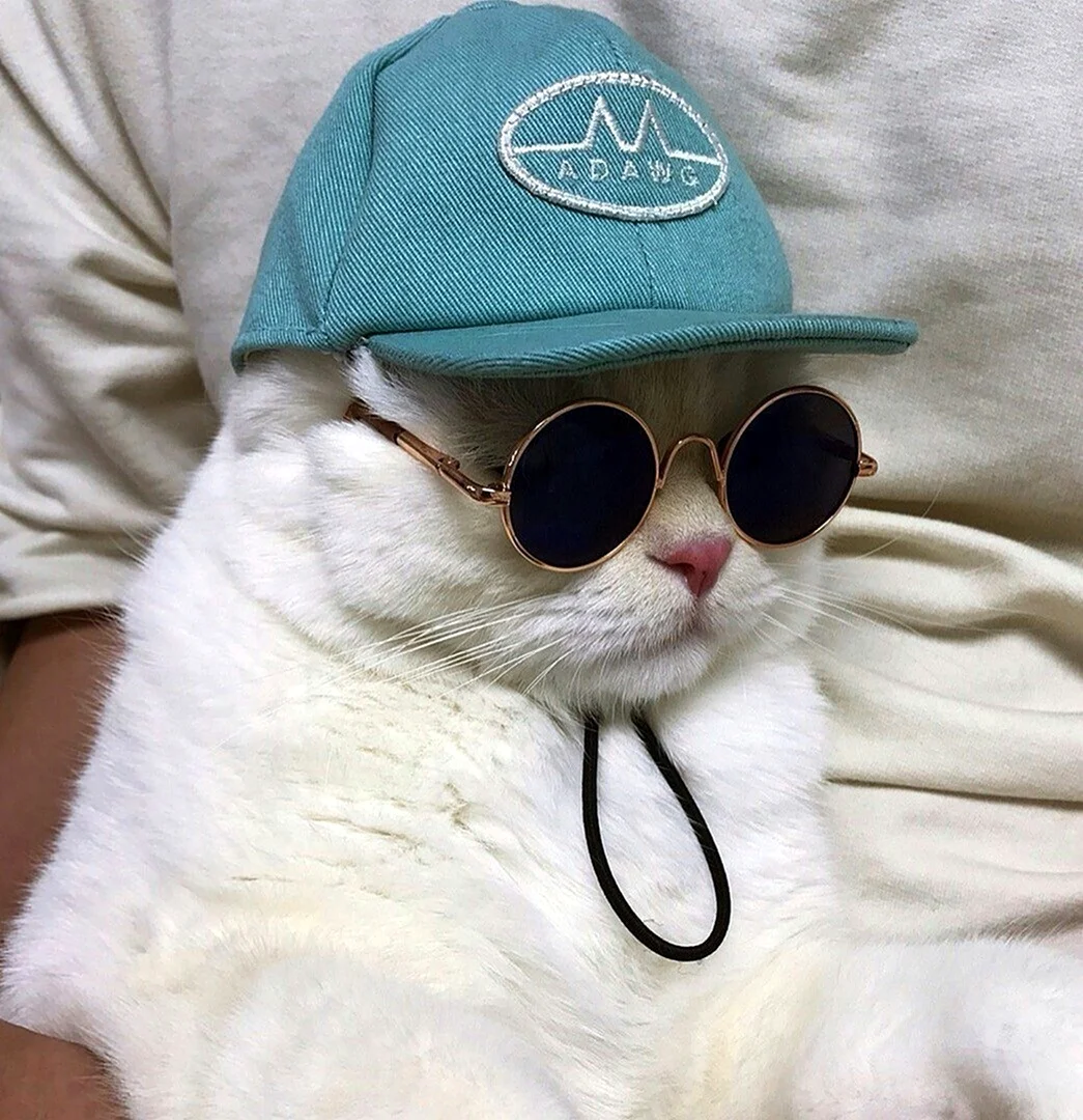 Кот в очках