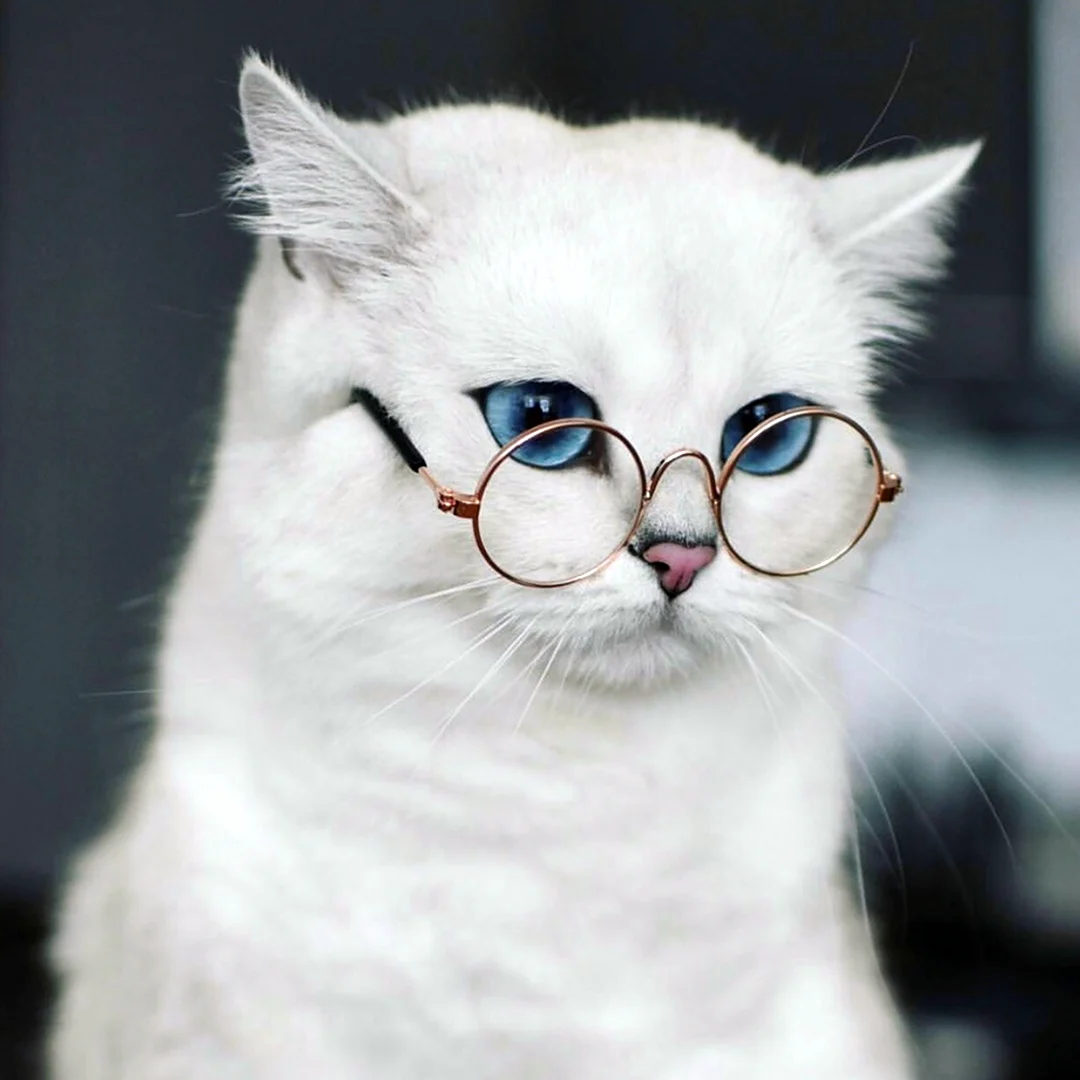 Кот в очках
