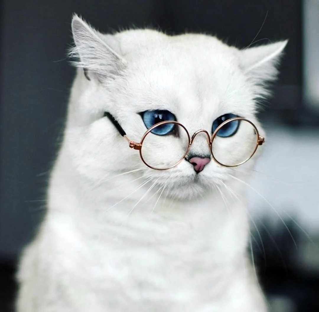 Кот в очках