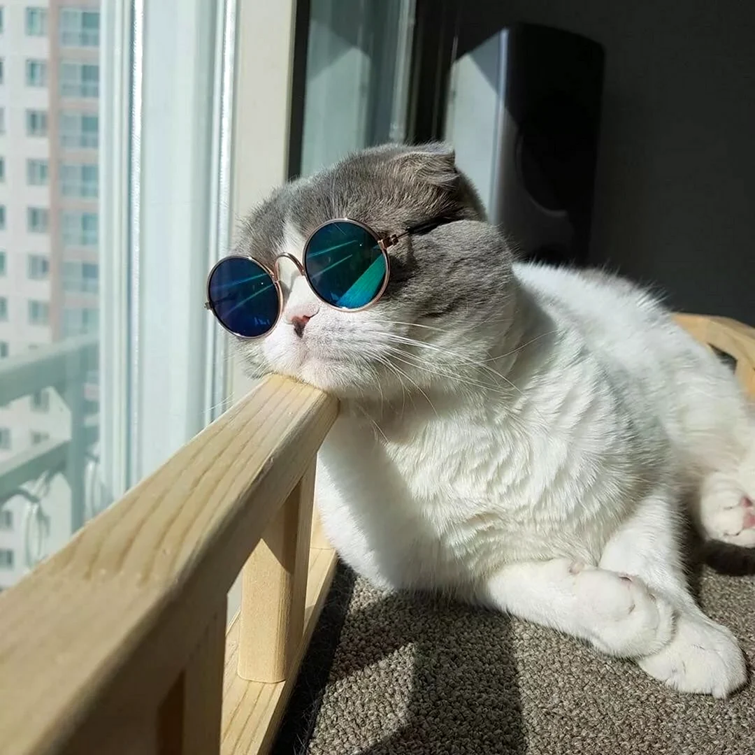 Кот в очках