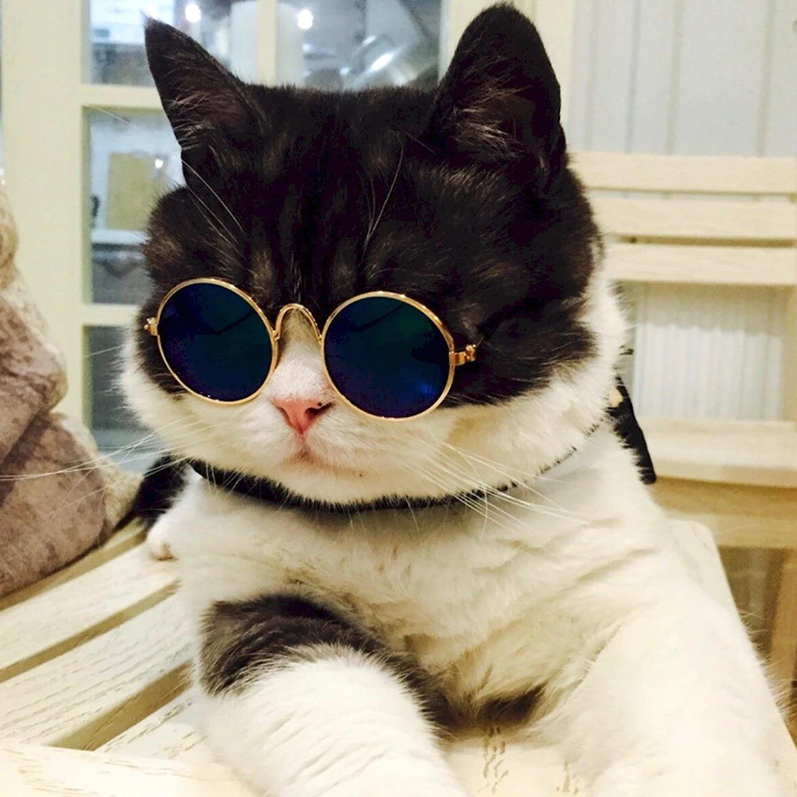 Кот в очках