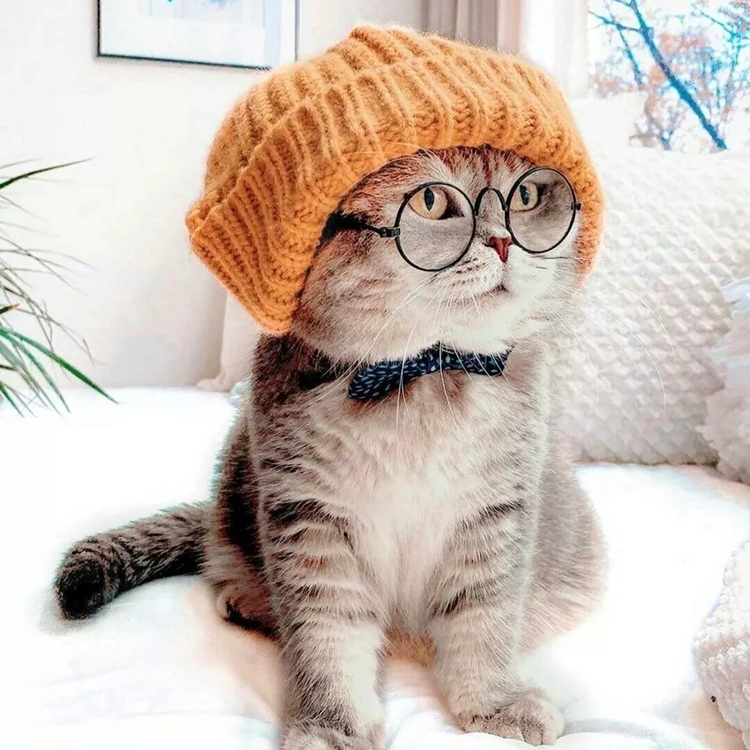 Кот в очках и шапке