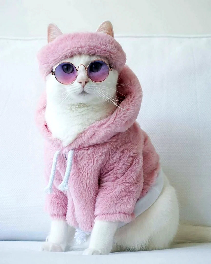 Кот в одежде