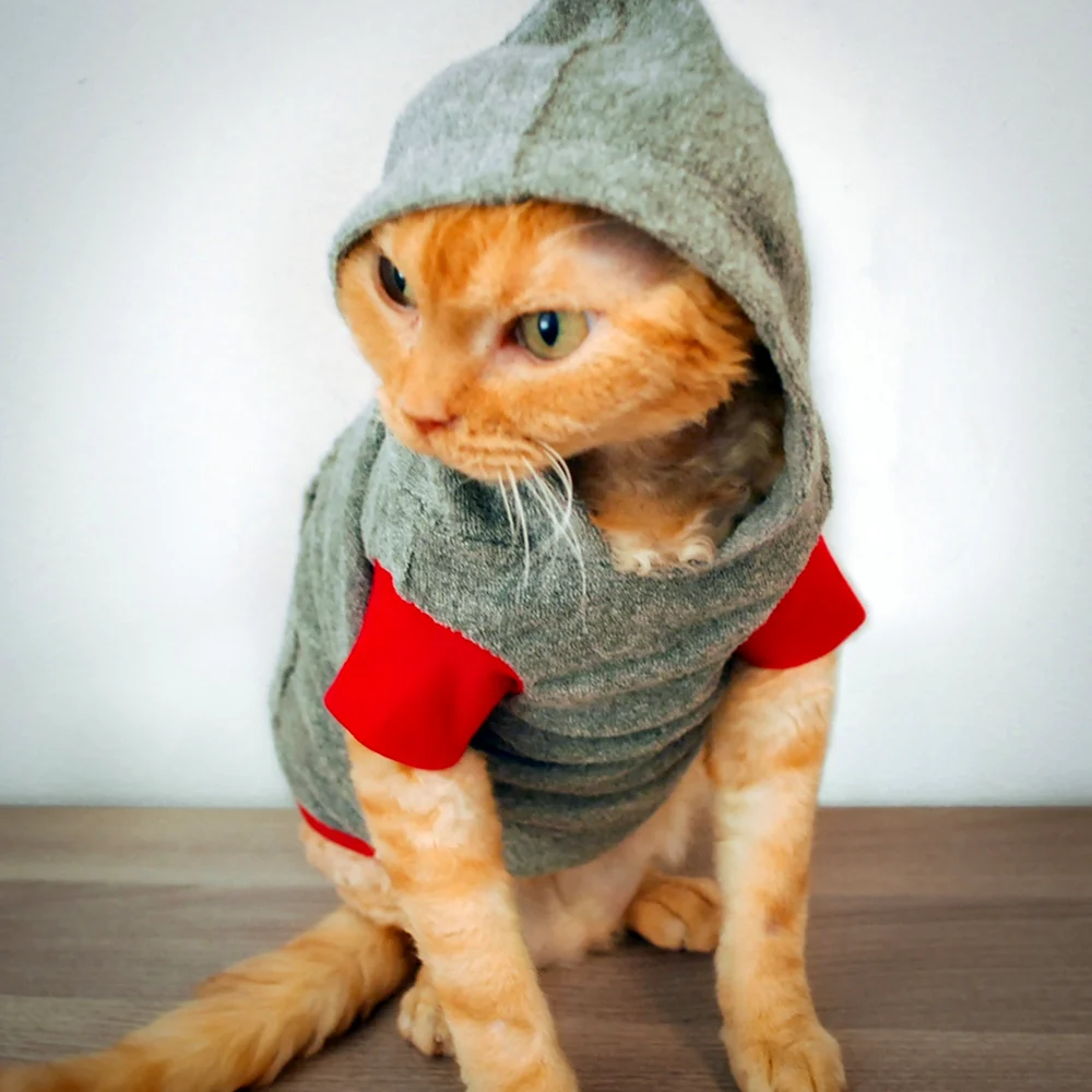 Кот в одежде