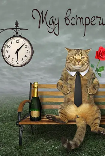 Кот в ожидании