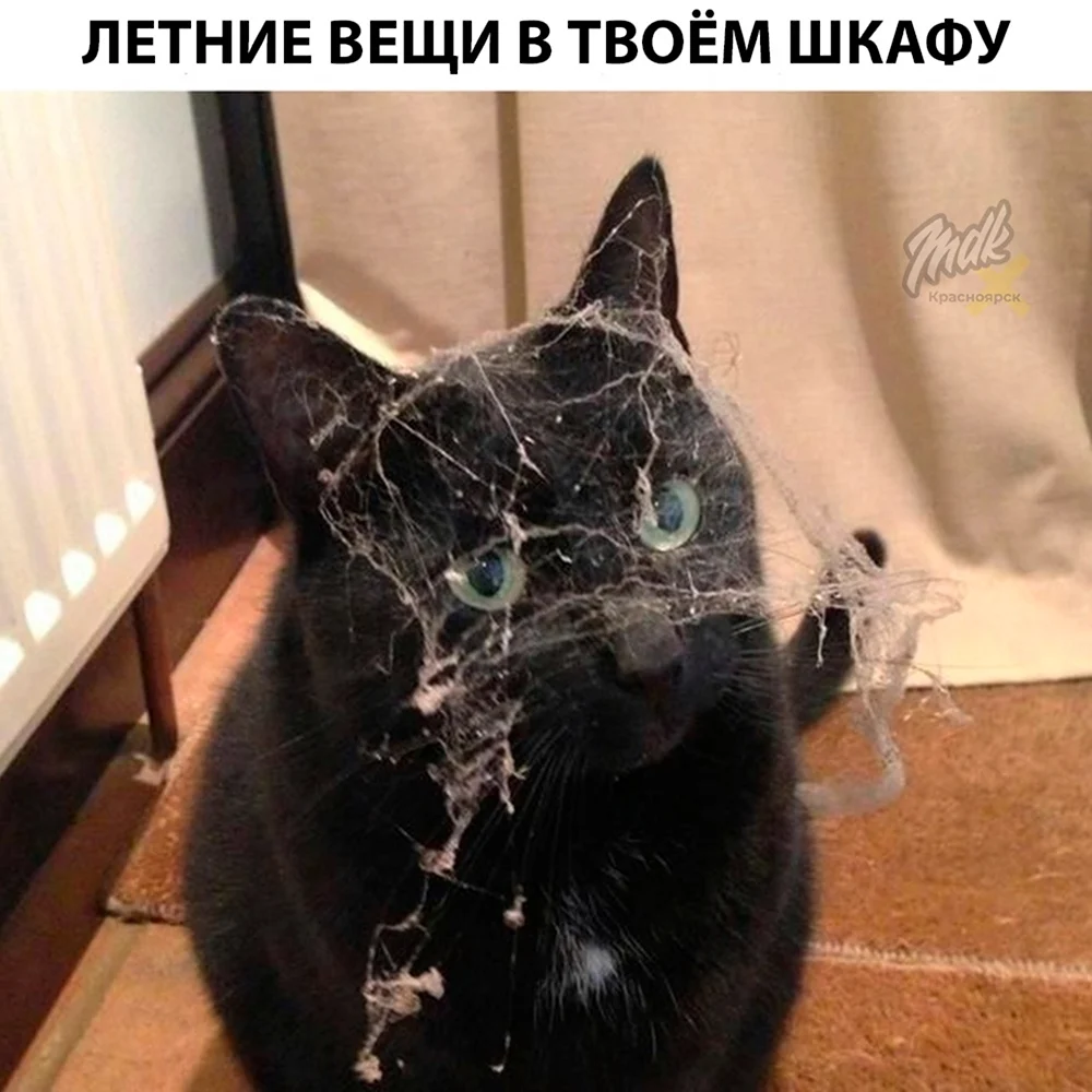 Кот в паутине