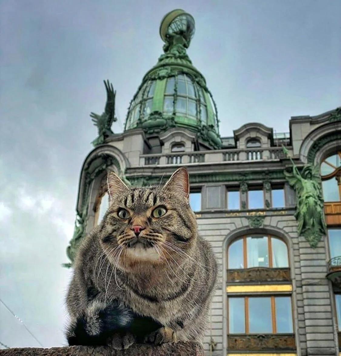 Кот в Питере