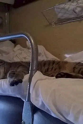 Кот в поезде