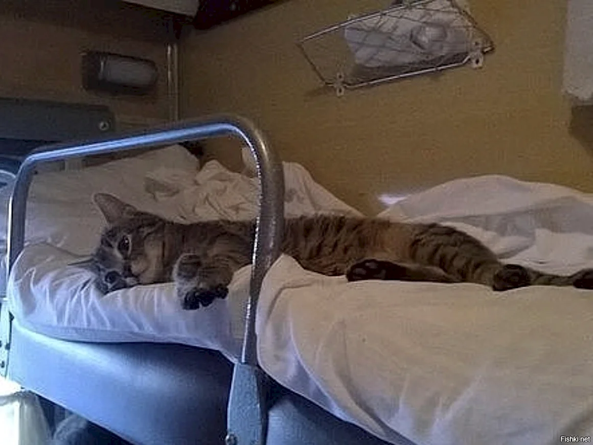 Кот в поезде
