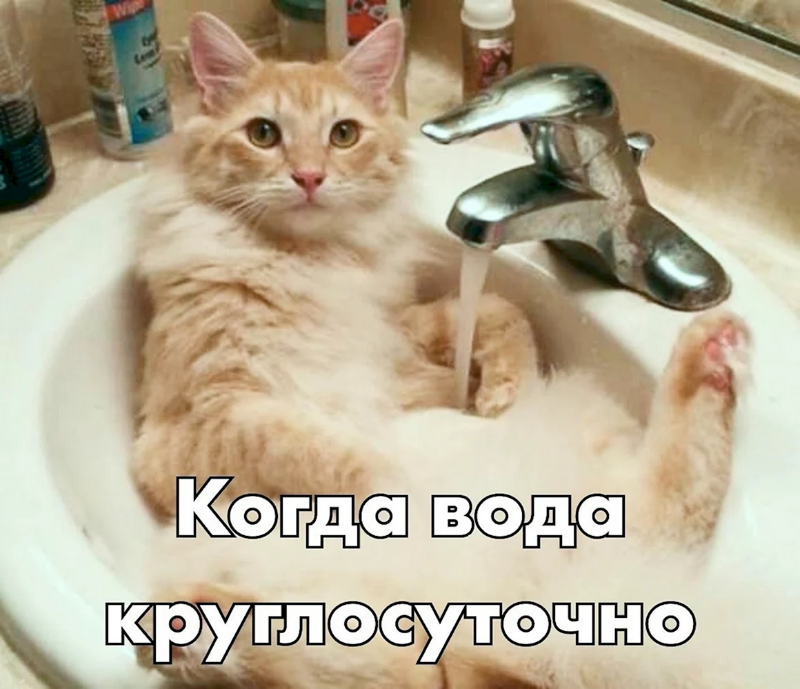 Кот в раковине