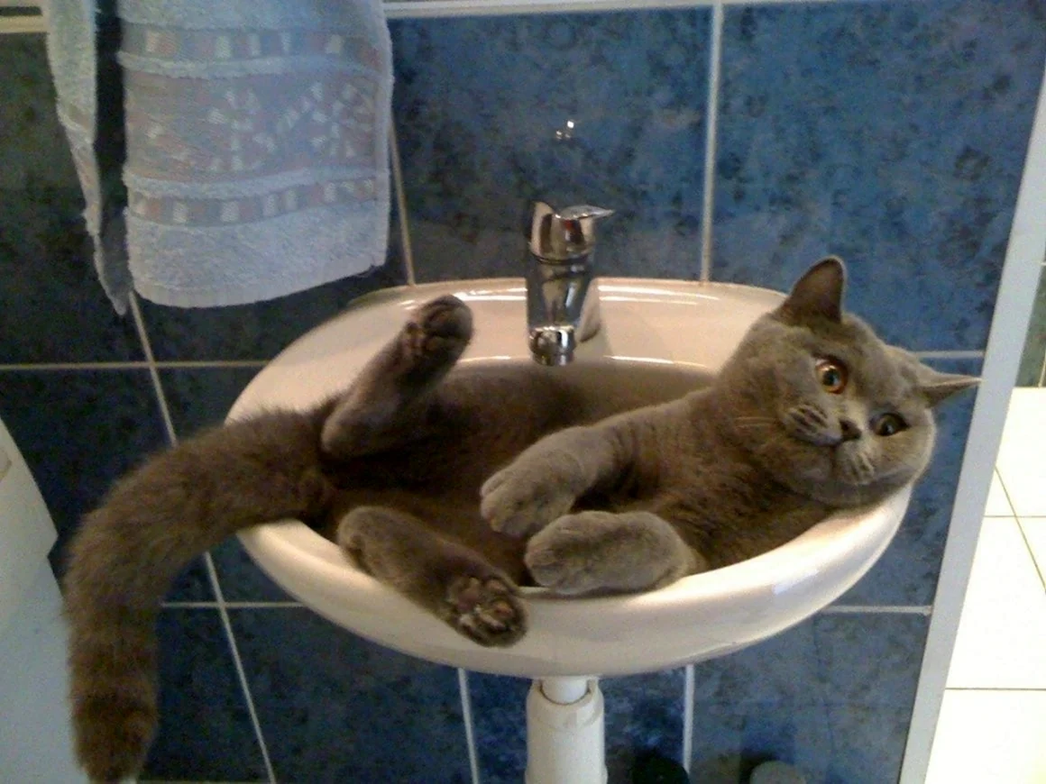 Кот в раковине