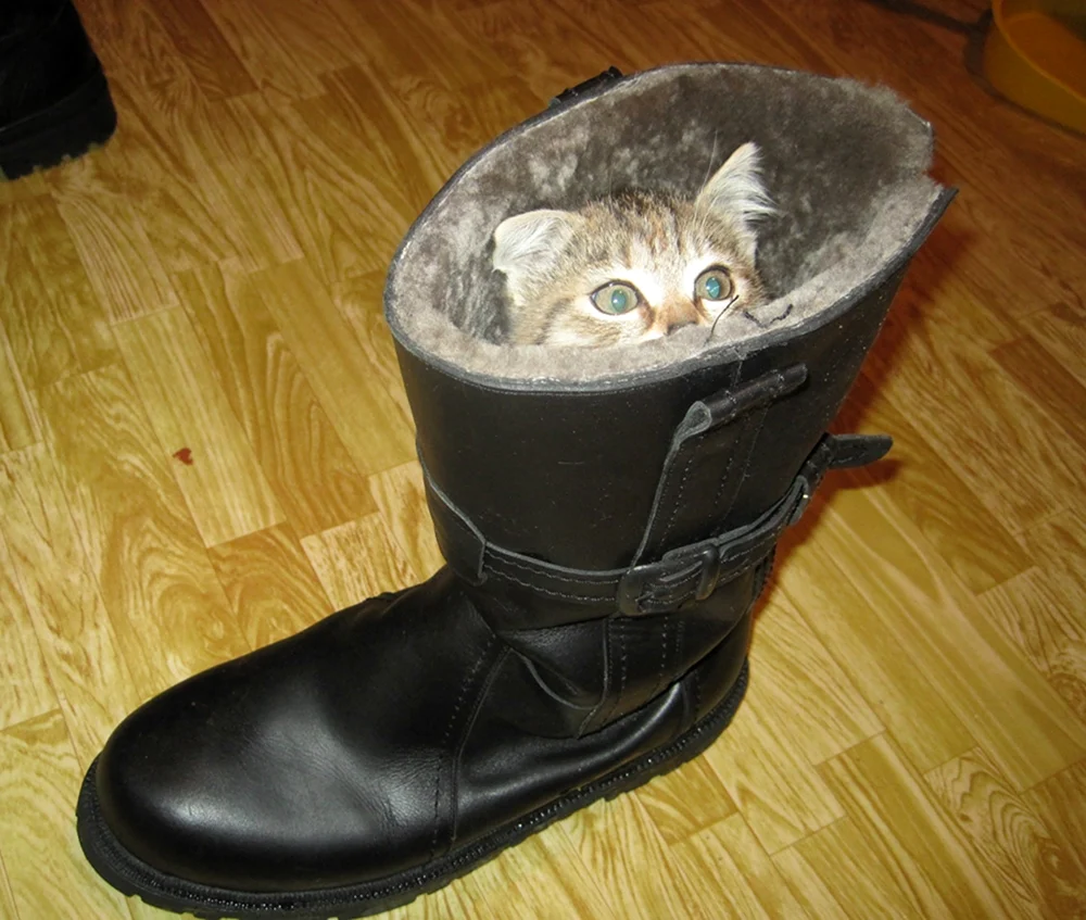 Кот в сапогах