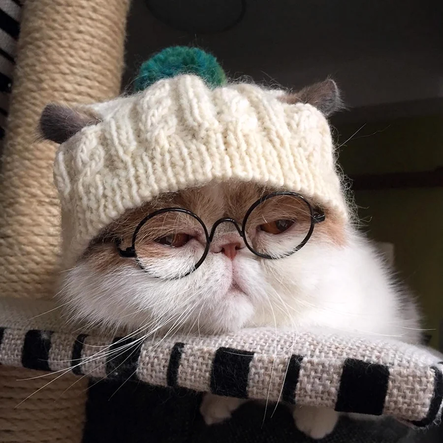 Кот в шапке