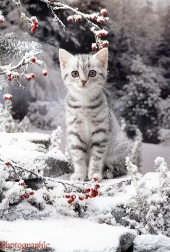 Кот в снегу