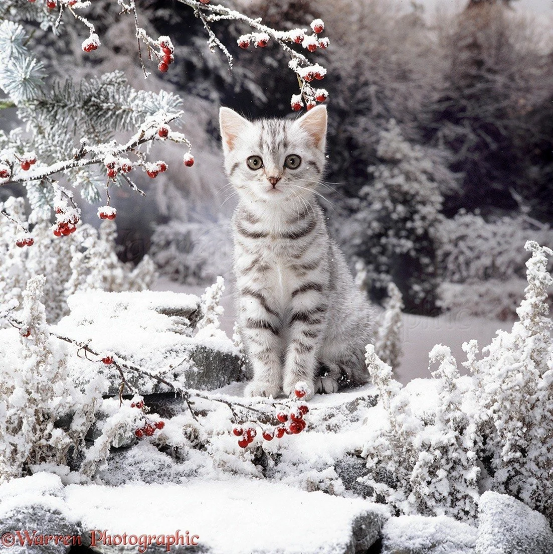Кот в снегу