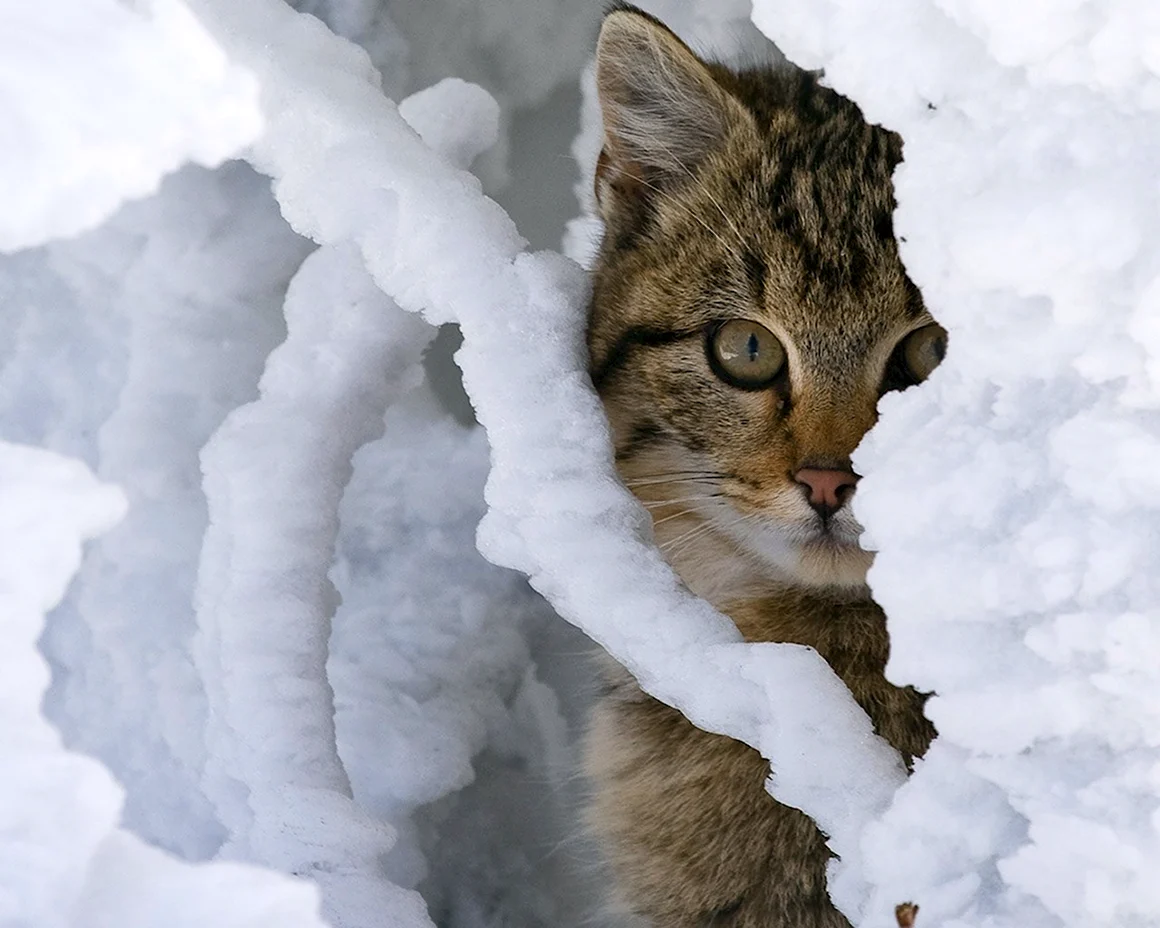 Кот в снегу
