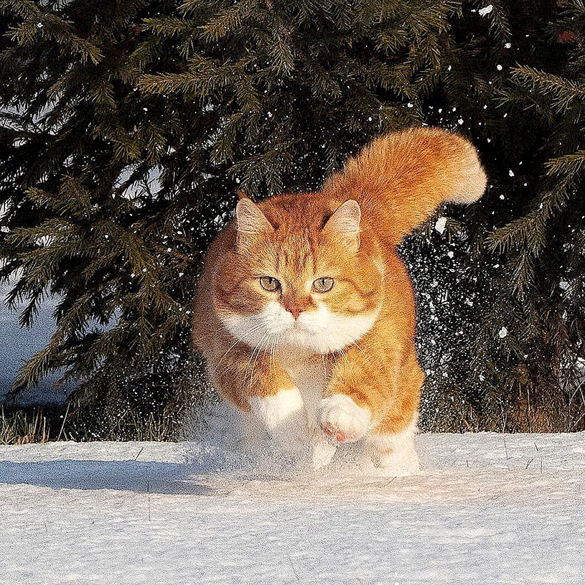 Кот в снегу