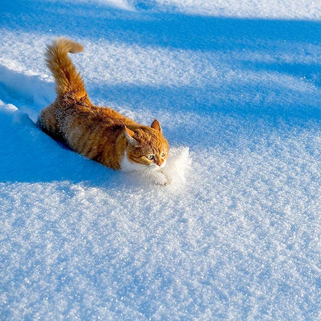 Кот в снегу