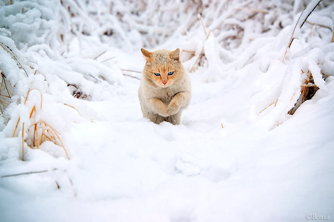 Кот в снегу