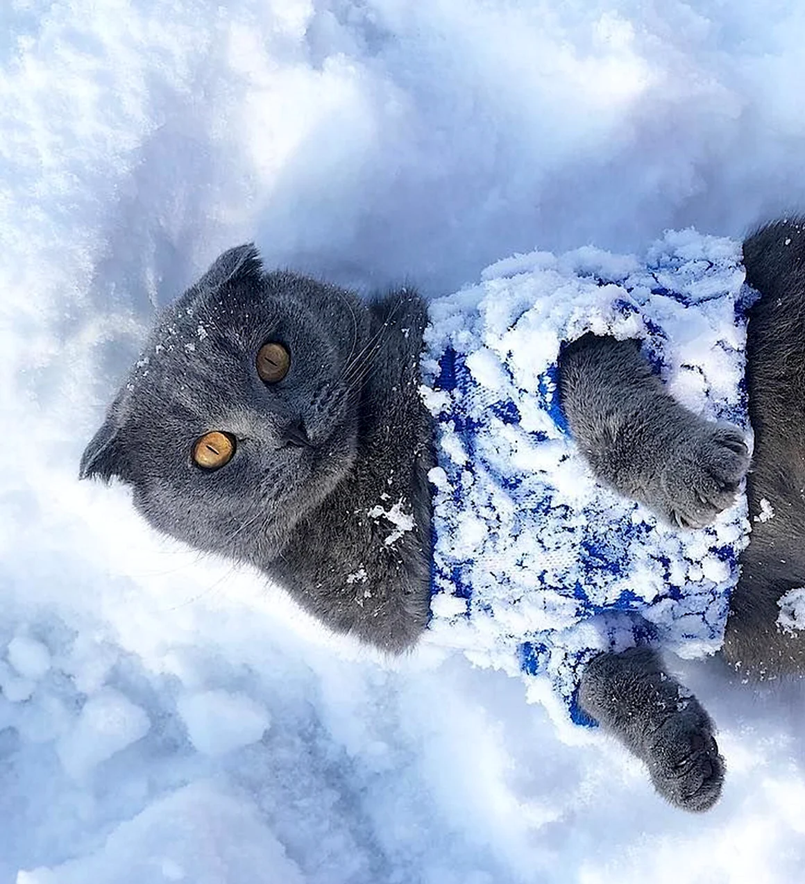 Кот в снегу