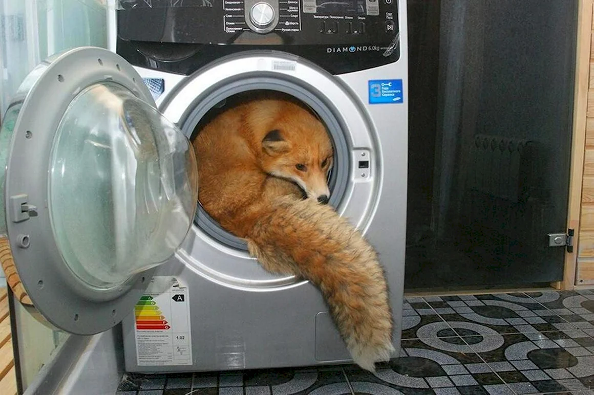 Кот в стиральной машине