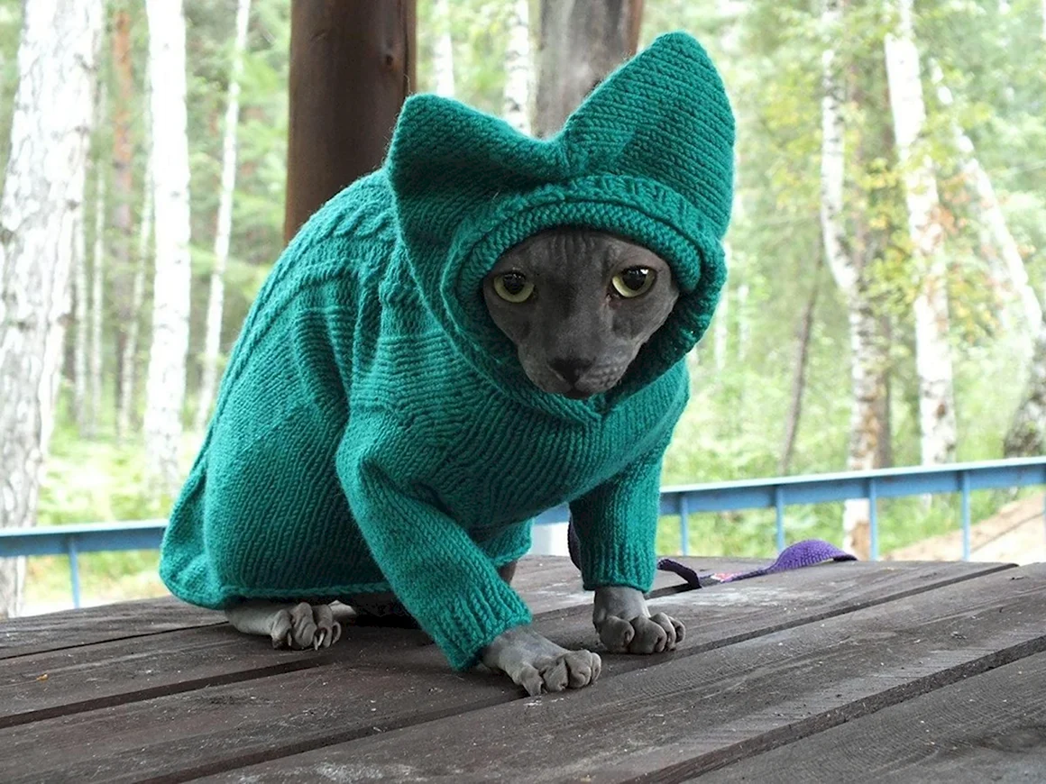 Кот в свитере